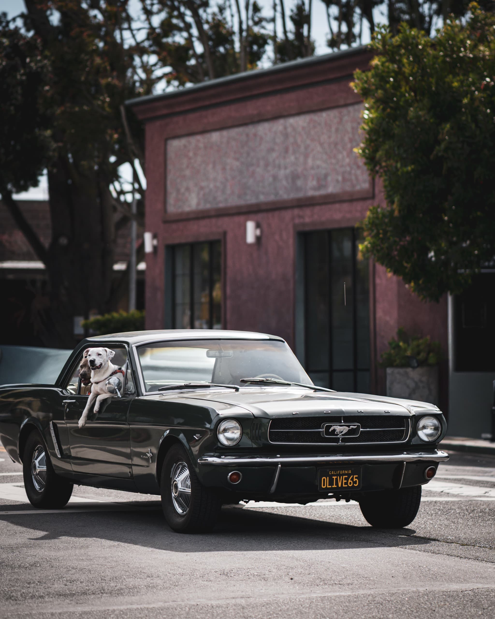 Automotive photography — a dog leaning from a classic black Mustang on a quiet street.